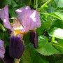 P5250147
