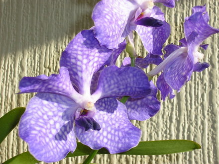 VANDA Blue Magic