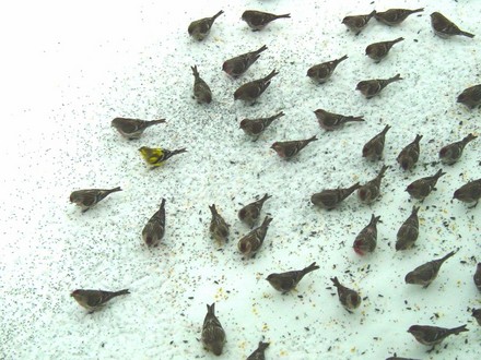 Finches in Snow