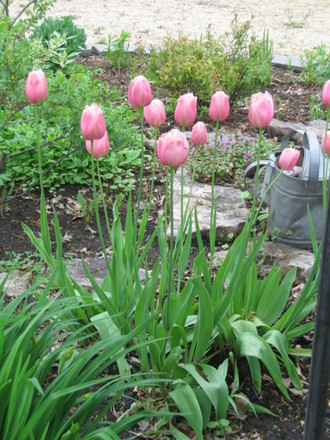 A garden flower photo