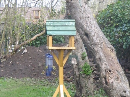 A Brambling joins in on bird table.