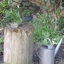 Blackbirds2