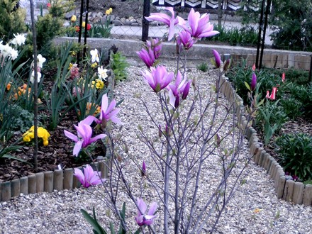 Another front garden view
