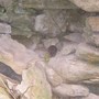 A fieldmouse getting fruity.