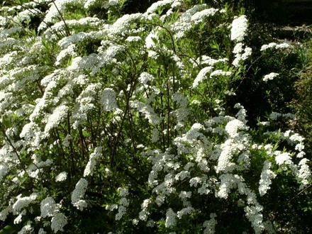 Spirea Arguta  (Spirea Japonica, Spirea Arguta and Spirea Nipponica hdge)