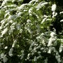 Spirea Japonica, Spirea Arguta and Spirea Nipponica hdge