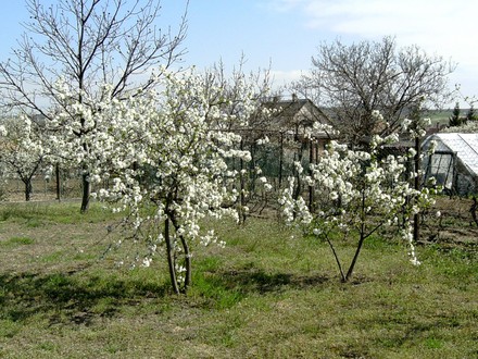 Cherry blossom