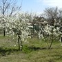 Cherry blossom