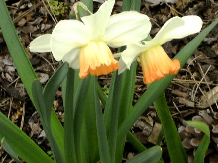 Narcissi (Narcissus)
