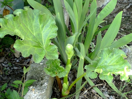 Rhubarb with flower coming