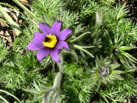 Another Pasque flower (Pulsatilla vulgaris (Pasque flower))