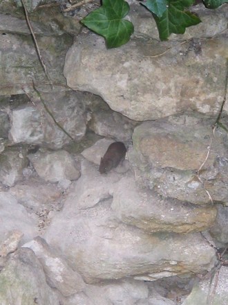 A woodvole