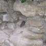 A woodvole