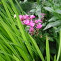 Phlox paniculata