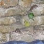 Cant tell us apart? then here we are together.Fieldmouse  left  vole right