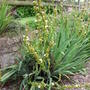 Sisyrinchium_striatum