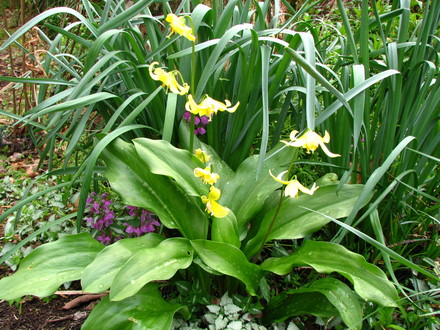 dogtooth violet