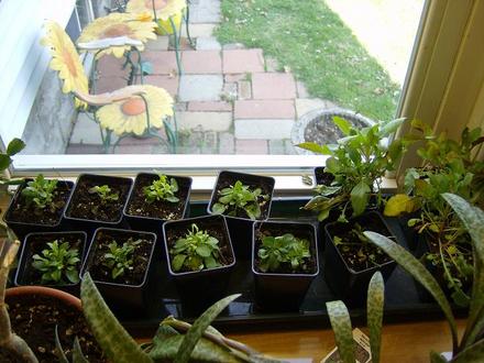 Seedlings April 2008
