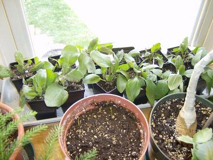 Seedlings April 2008