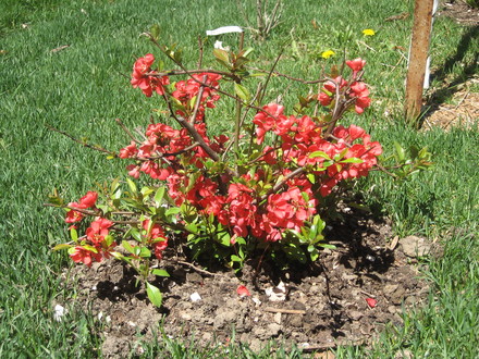 pink bush flowers