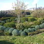 the round garden april08 (Santolina chamaecyparissus (Cotton lavender))