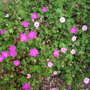 Pink___white_sanguineum