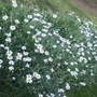 Dscf0322