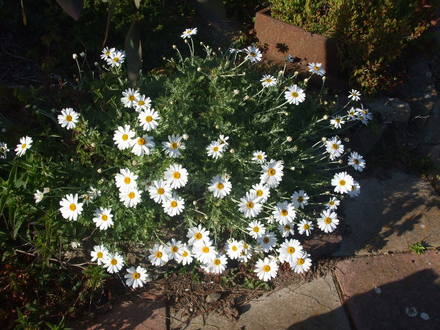 anthmis april 08 (anthemis punctata)