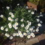 Dscf0327