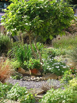 A garden flower photo