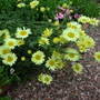 Anthemis_e