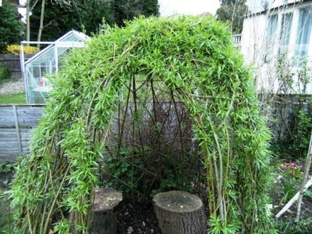 Willow Dome (Salix)