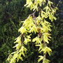 Forsythia
