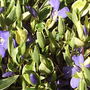 Periwinkle