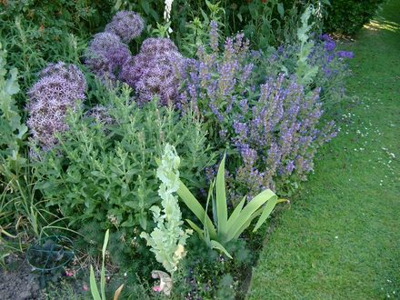 evening light on allium and salvia