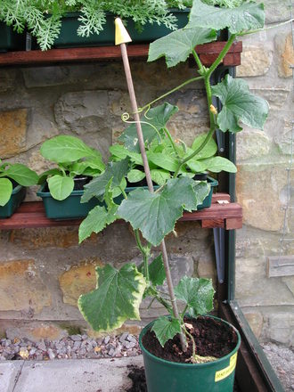 Cucumber plant