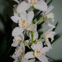 Plant Portraits - My conservatory plants
