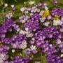 Plant Portraits - Spring flowers in my garden