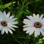 Osteospermum (Cape Daisy)