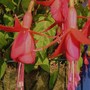Trailing_fuchsia_july_2007