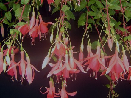 Plant Portraits - Sumer flowers in my garden
