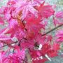 Acer 'Spin Deeshojo' (Acer)