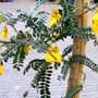 Sophora 'Sun King' (Sophora)