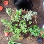 Hanging_basket_10