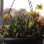 Winter / Spring Hanging Basket from t'other side (Cyclamen hederifolium)
