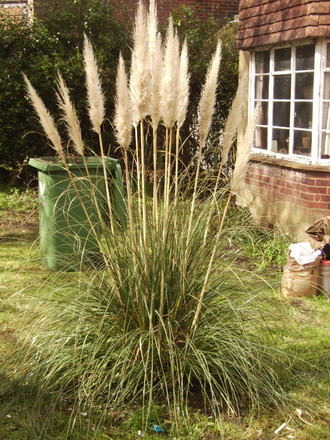 Cortaderia pumila (Cortaderia pumila (Shenstone))