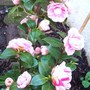 camelia (Camelia jap. Boomniana)