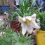 Pulsatilla