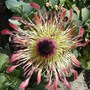 Glasnevin Botanic Gardens, Dublin