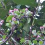 Cooking Apple Tree Blossom
